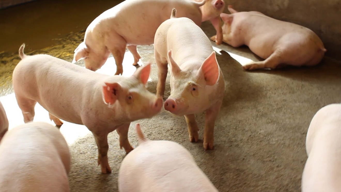Organic waste produces energy and fertilizer -pigs