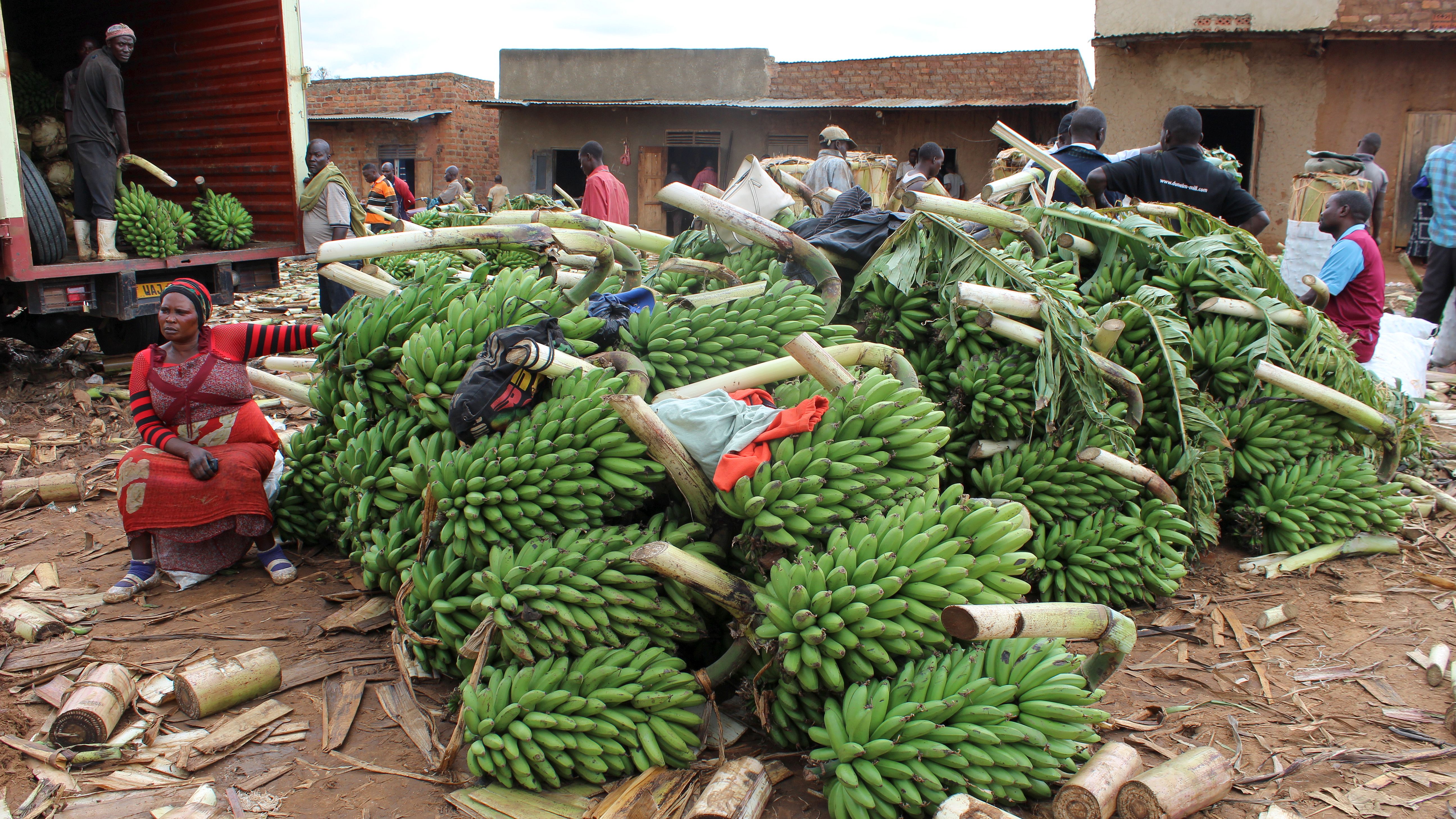 Building Climate Change Resilience of Banana Farmers in Western Uganda