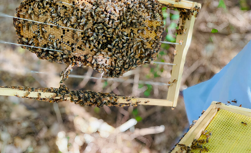 Bees Increase Economic system in Somalia with Jobs, Alternative
