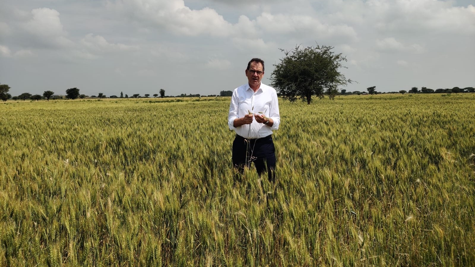 Oromia wheat field