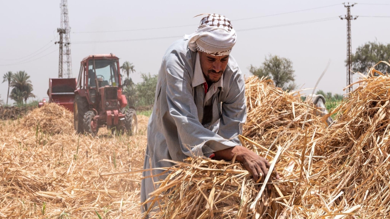 Collecting biomass residue in Egypt