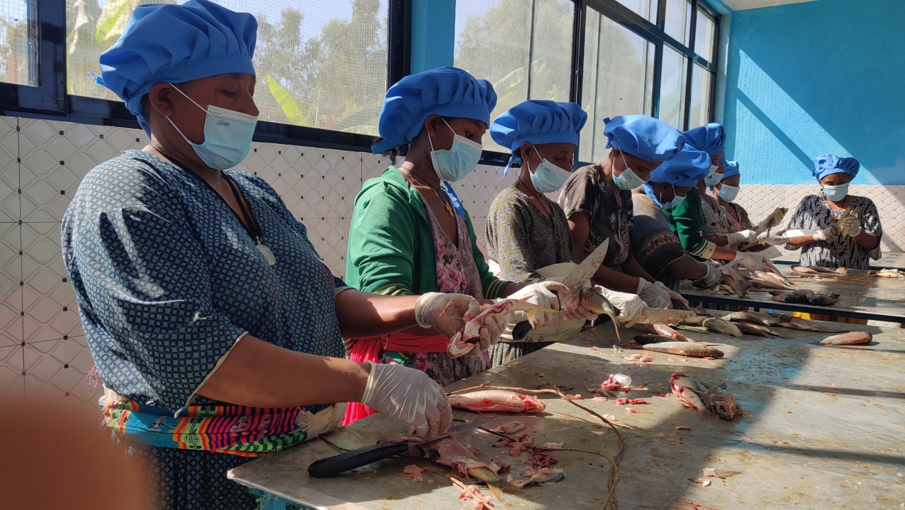 Women’s fish-processing and trading unit, Bahir Dar, Ethiopia