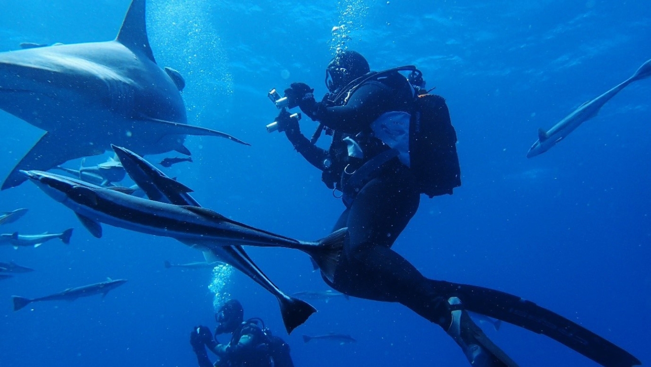 Saving sharks, protecting people, preserving oceans: the story of