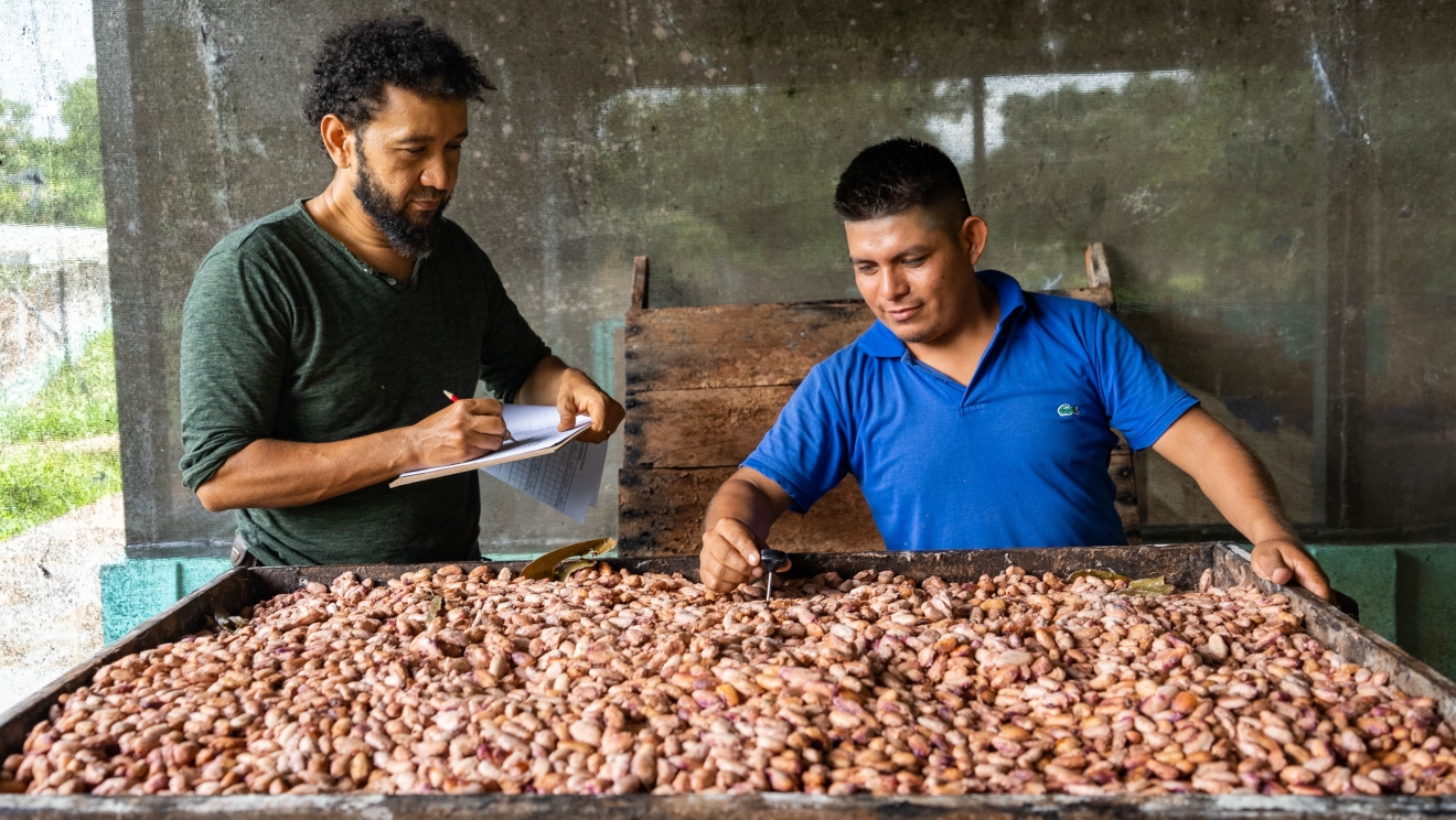 Cacao beans quality check in Nicaragua - PROCACAO project