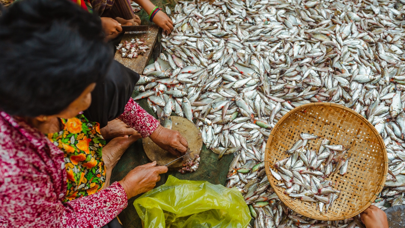 Processing of fish in Cambodia - CAPFISH project