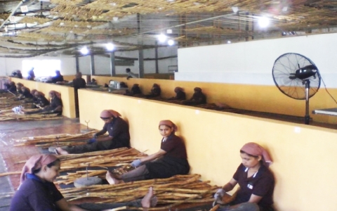 Reinvigorating Sri Lanka’s Ceylon cinnamon exports/gallery